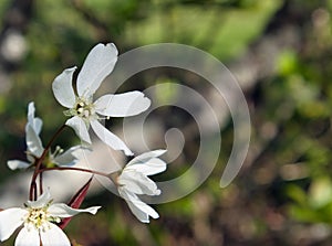 Smooth serviceberry, Amelanchier laevis flowers