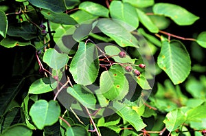 Smooth Serviceberry  60628 photo