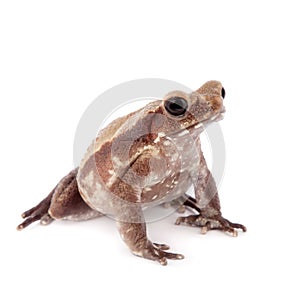 Smooth-sided toad isolated on white