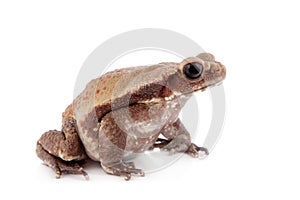 Smooth-sided toad isolated on white