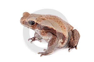 Smooth-sided toad isolated on white