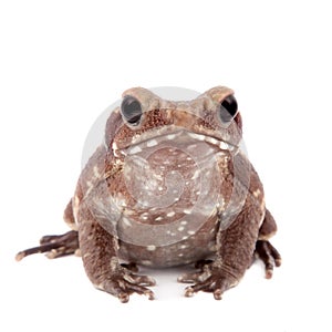 Smooth-sided toad isolated on white