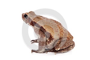 Smooth-sided toad isolated on white