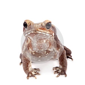 Smooth-sided toad isolated on white