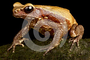 The Smooth-sided toad Rhaebo guttatus