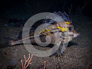 Smooth-skin Horse fish underwater photo