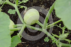 Smooth-skinned, pale green gourd growing on a prickly vine