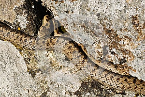 Smooth snake (Coronella austriaca)