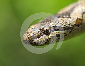 smooth snake, coronella austriaca