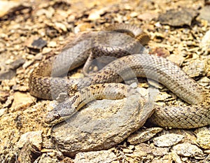 smooth snake, coronella austriaca