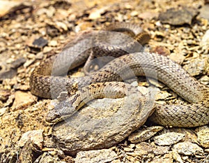 smooth snake, coronella austriaca