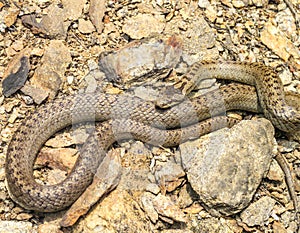 smooth snake, coronella austriaca