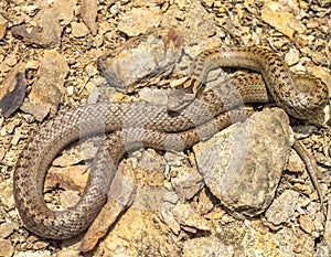 smooth snake, coronella austriaca