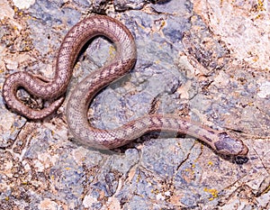 smooth snake, coronella austriaca