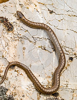 smooth snake, coronella austriaca