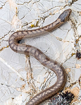 smooth snake, coronella austriaca