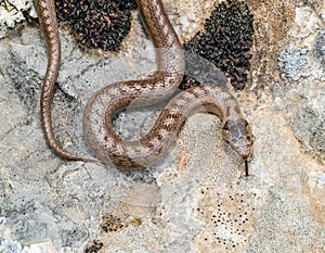 smooth snake, coronella austriaca