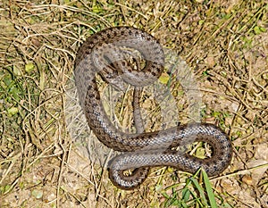 smooth snake, coronella austriaca