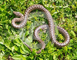 smooth snake, coronella austriaca