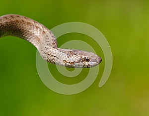 smooth snake, coronella austriaca