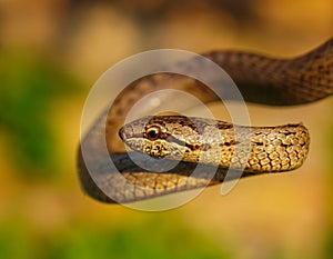 smooth snake, coronella austriaca