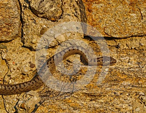 smooth snake, coronella austriaca