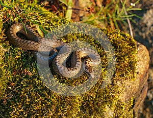 smooth snake, coronella austriaca