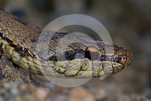 Smooth snake (Coronella austriaca)