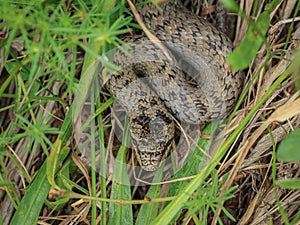 The smooth snake, Coronella austriaca