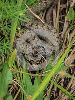 The smooth snake, Coronella austriaca