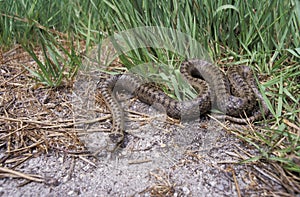 Smooth snake, Coronella austriaca,