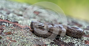 Smooth snake Coronella austriaca lying on a rock