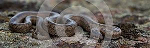 Smooth snake Coronella austriaca lying on a rock