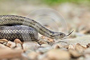 Smooth snake (Coronella austriaca) in natural habitat