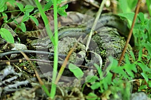 Smooth snake - Coronella austriaca near Znojmo, Czech Republic