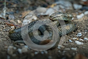 Smooth Snake - Coronella austriaca non-venomous colubrid species found in northern and central Europe