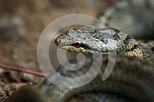 Smooth Snake - Coronella austriaca non-venomous colubrid species found in northern and central Europe