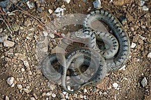 Smooth Snake - Coronella austriaca non-venomous colubrid species found in northern and central Europe