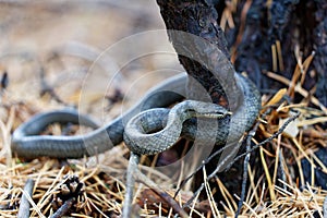 Smooth Snake - Coronella Austriaca species of non-venomous snake in the family Colubridae.