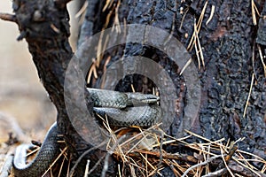 Smooth Snake - Coronella Austriaca species of non-venomous snake in the family Colubridae.