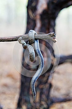 Smooth Snake - Coronella Austriaca species of non-venomous snake in the family Colubridae.