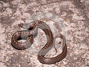 Smooth snake Coronella austriaca