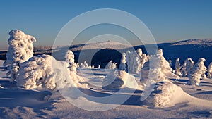 Smooth snow on trees at mountain ridge in winter