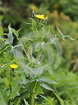 Smooth Sow-thistle