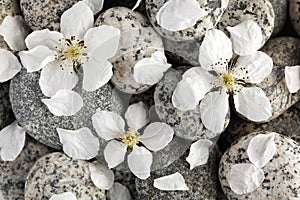 Smooth stones with petals