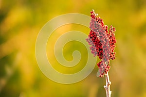 Smooth Sumac