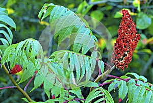 Smooth Sumac  24659 photo