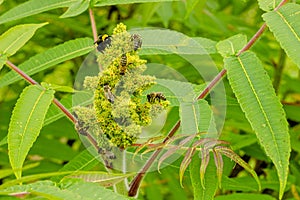 Smooth sumac or Rhus glabra blossom and leaves