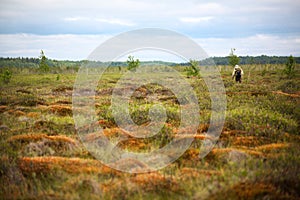 Smooth surface of a raised bog with hummocks.