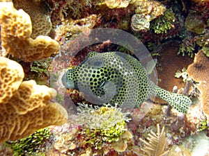 Smooth Trunk fish